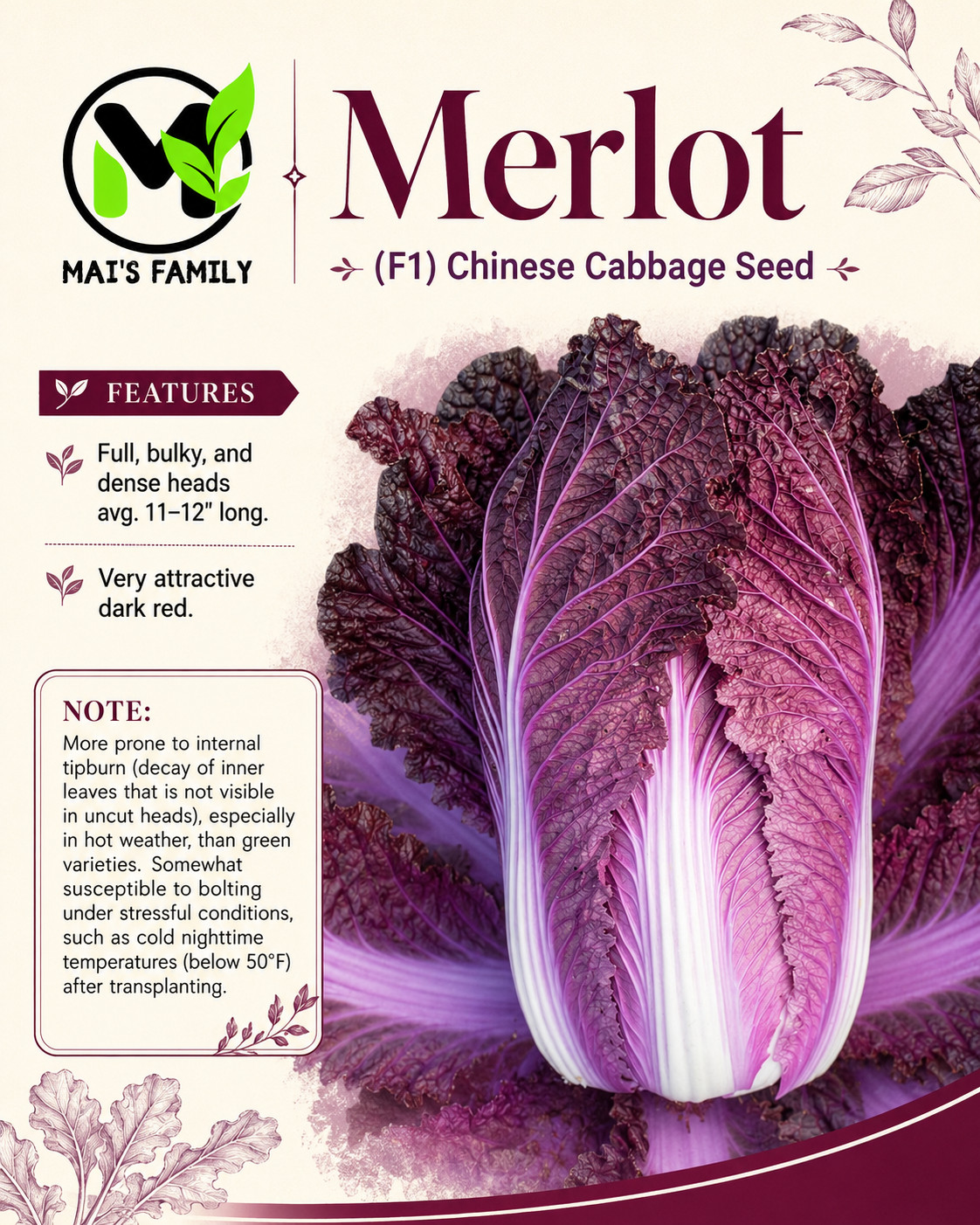 Merlot Red Dragon Chinese Cabbage Hybrid (F1) seeds – Brassica rapa