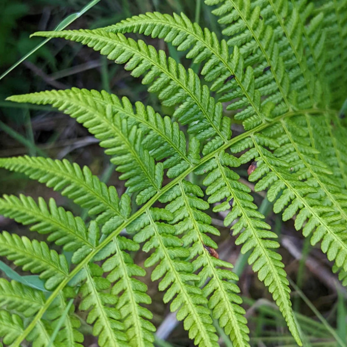 Set 5 Lady Fern Rhizomes – With No Leaf – Hardy Shade Perennial – Zones 3–8