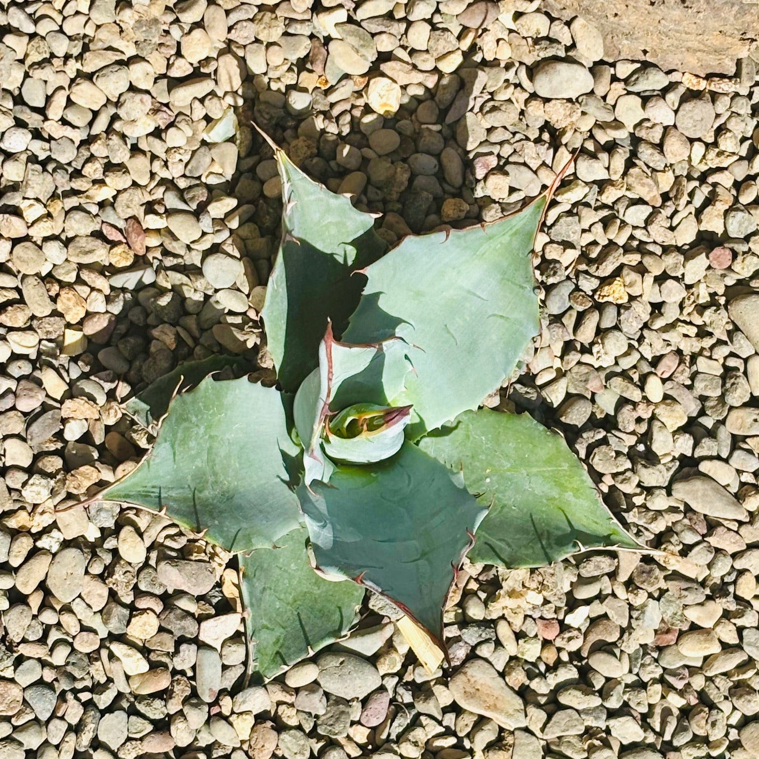 Agave parrasana ‘High Desert’ COLD HARDY ZONE 7