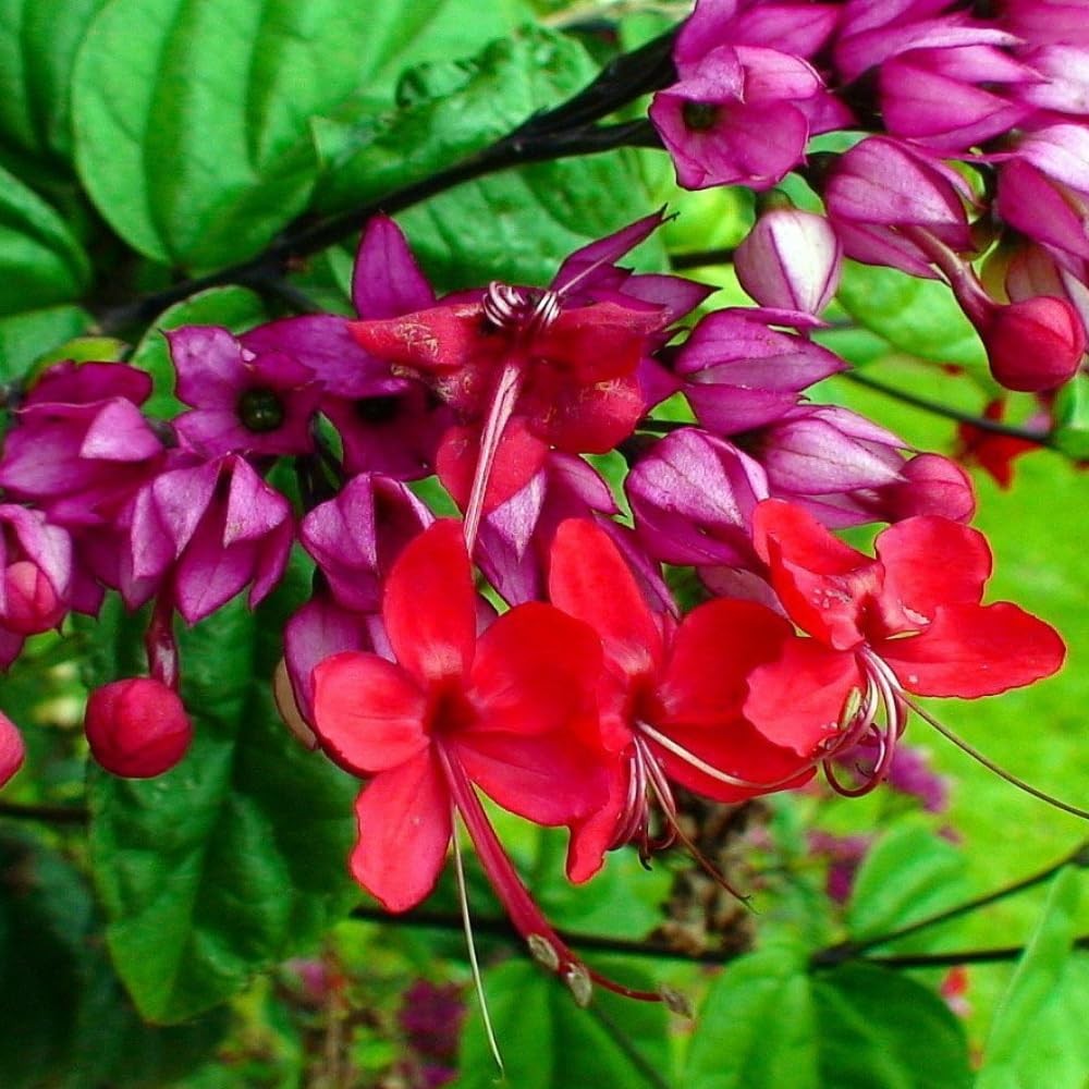 3 Mixed Clerodendrum Bleeding Heart Plants Live, 5-10 Inch Height