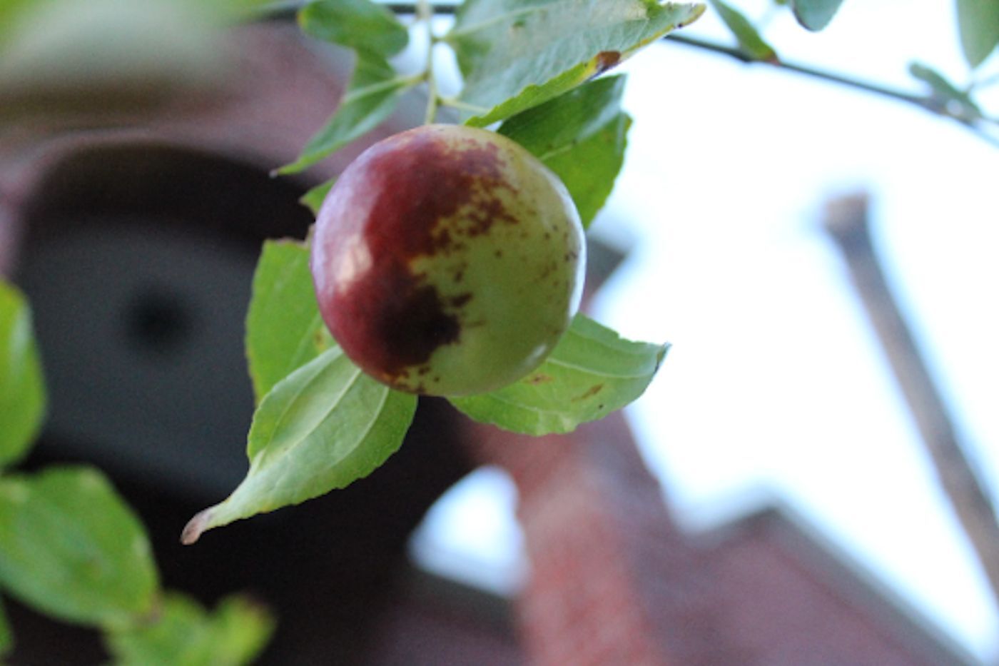 Ziziphus mauritiana Seeds – Indian Jujube Tree -RARE Tropical – zizyphus