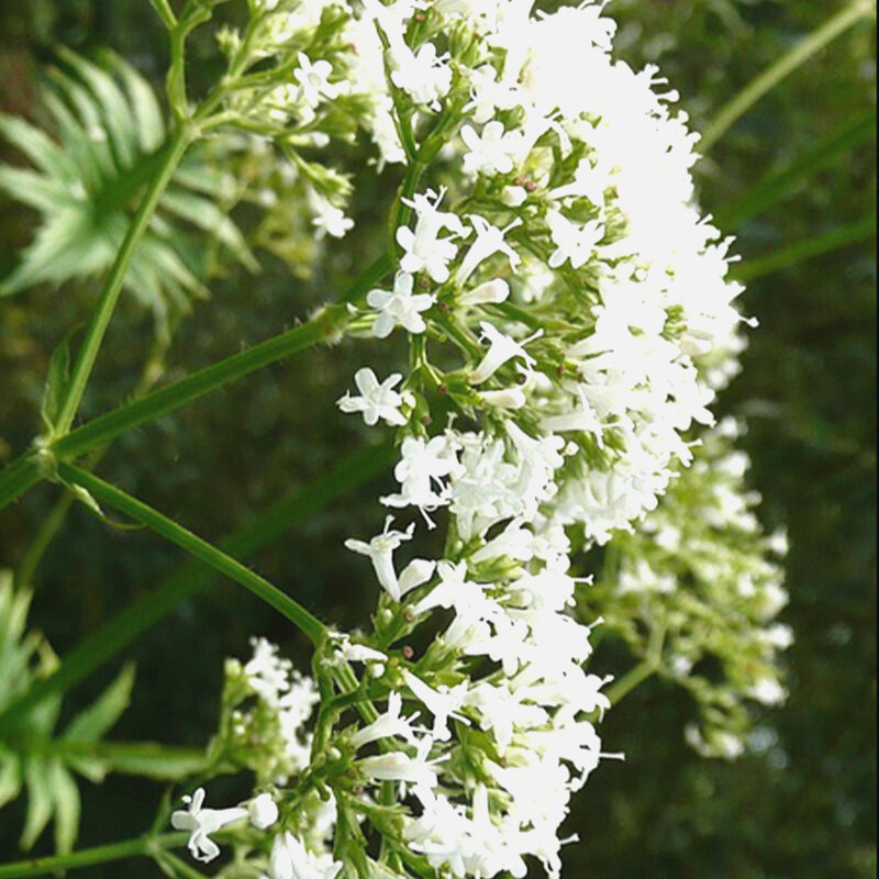 VALERIAN 200+ SEEDS AUTUMN SOW PERENNIAL HERB MEDICINAL SEDATIVE CATNIP BEES USA