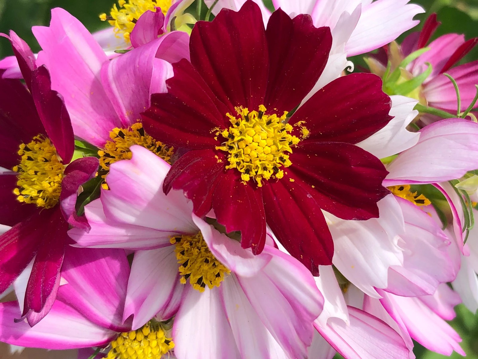 250 Sensation Cosmos Seeds – Classic Cosmos – Easy to Grow & Long Blooming