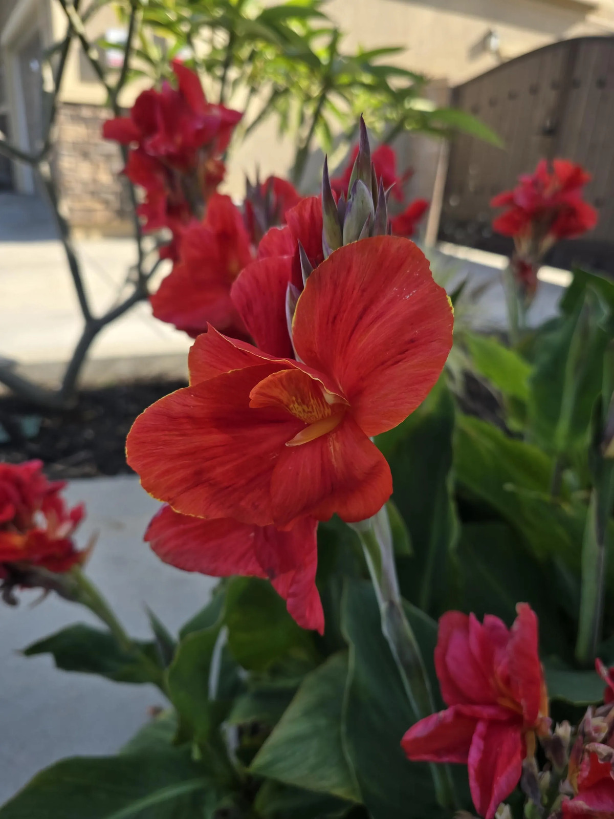 Red Canna Lily ‘President’ Rhizomes – Striking Tropical Blooms – 4-Rhizomes
