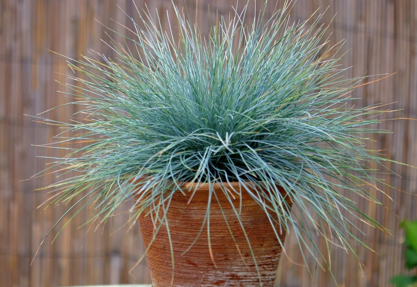 Set 2 Blue Fescue Grass Plants Live in a 4″ Pot- Groundcover Fescue Grass Plant