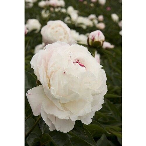 Shirley Temple Bareroot Peony, 2-3 Eye, Great for Fall Planting!