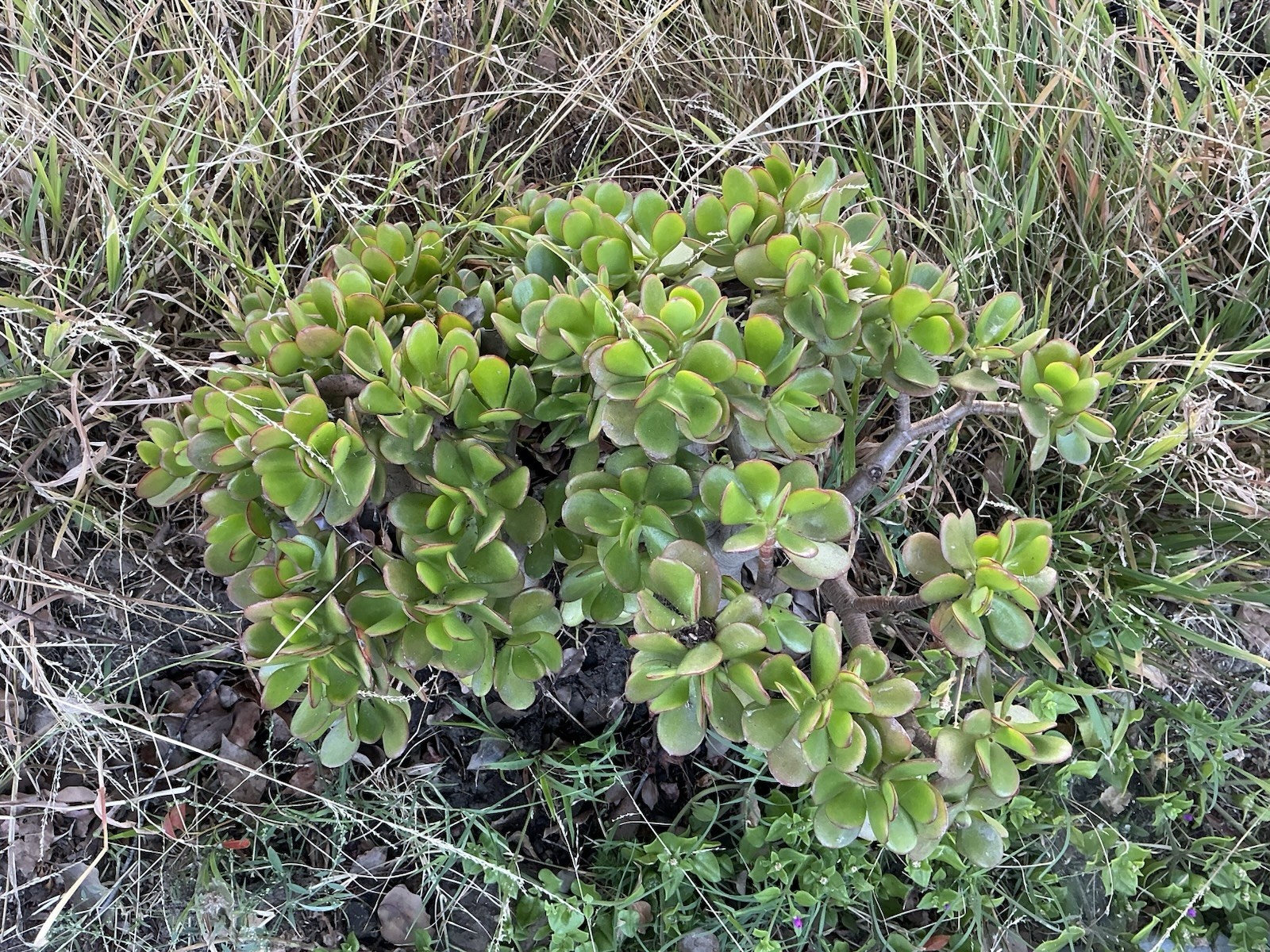 Lot Of 2 green Crassula Ovata Jade Plants , Rooted 15” To 17” tall with roots