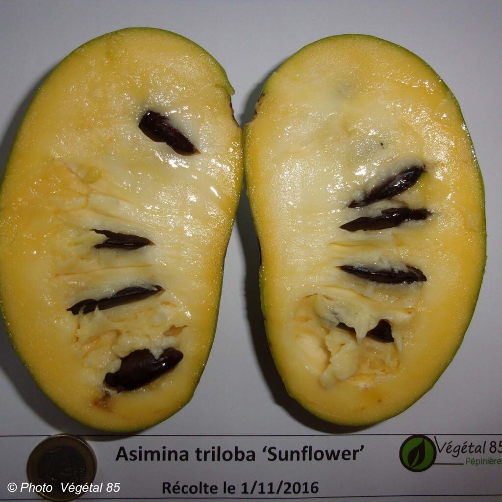 Asimina triloba ‘Sunflower’, grafted 3-6 inches tall plant (Poor Man’s Banana)