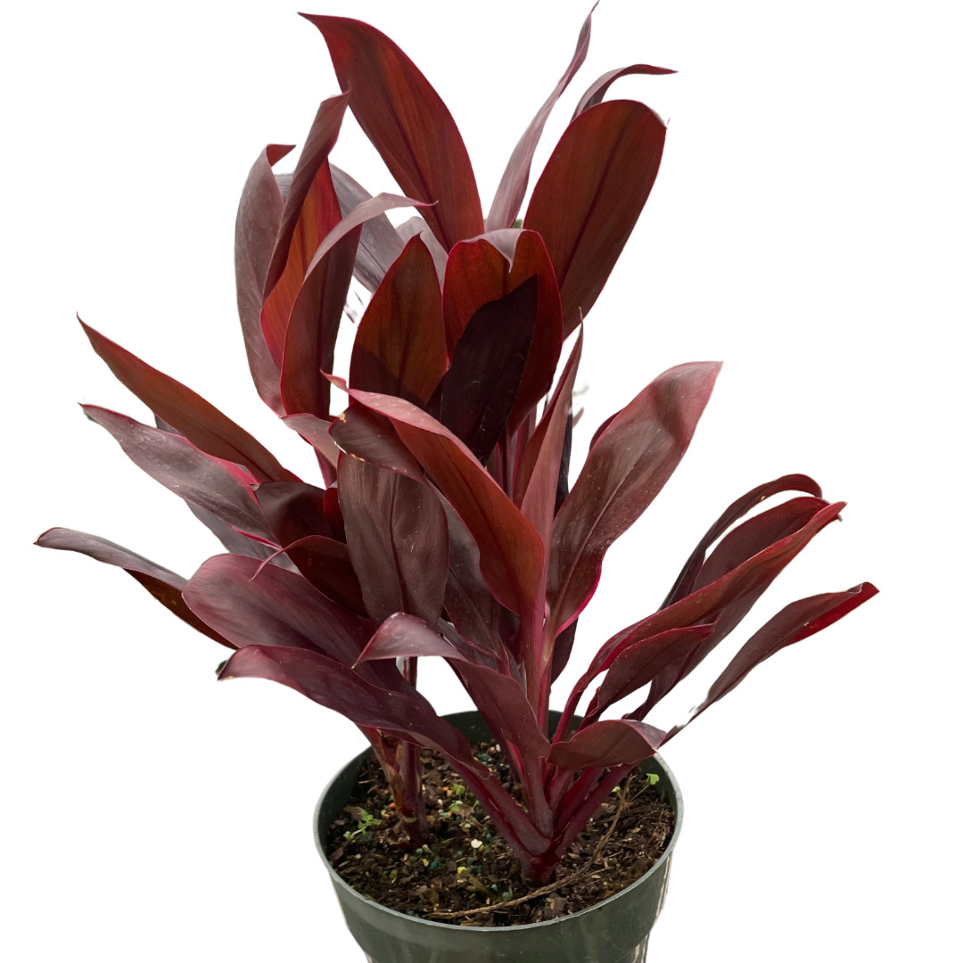 Cordyline Calypso Queen • Burgundy Red Ti Plant • Tropical Good Luck • 6″ Pot
