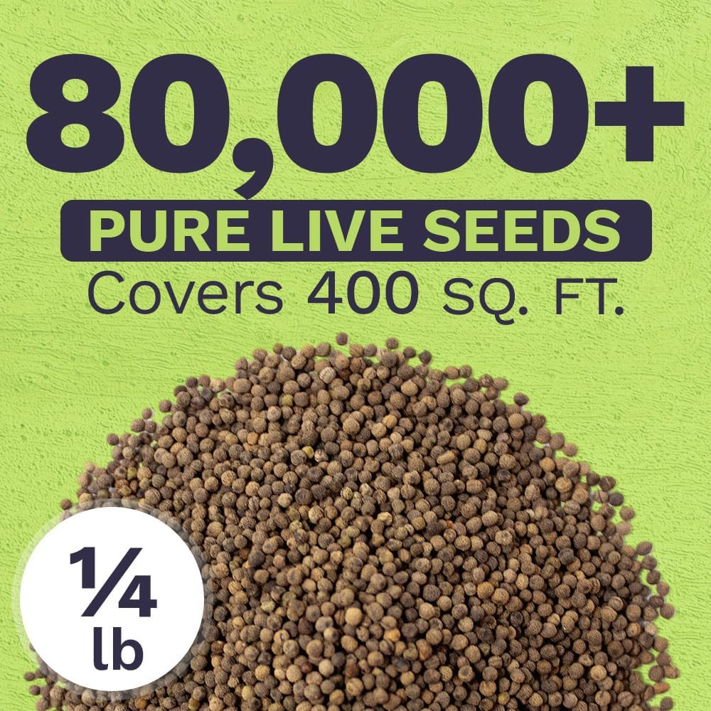 California Orange Poppy Wildflower Seeds – Bulk 1/4 Pound Bag – over 80,000 Nati