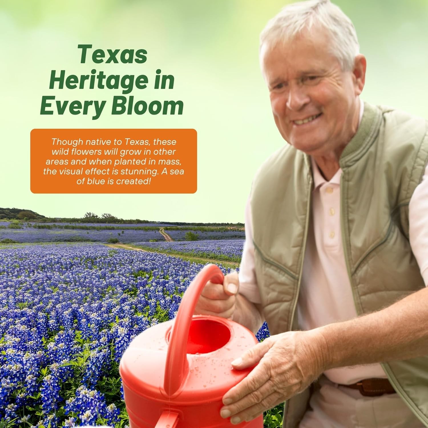 1 LB Texas Bluebonnet Seeds For Planting | Wildflower Seed For Planting Outdoors