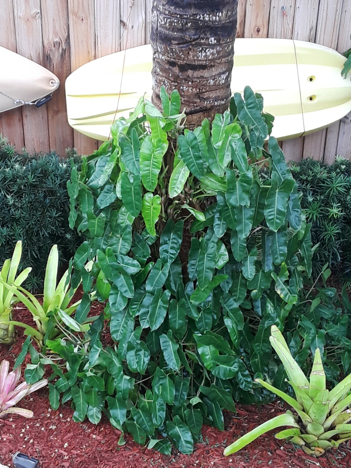 Burle Marx PHILODENDRON one tropical plant clipping