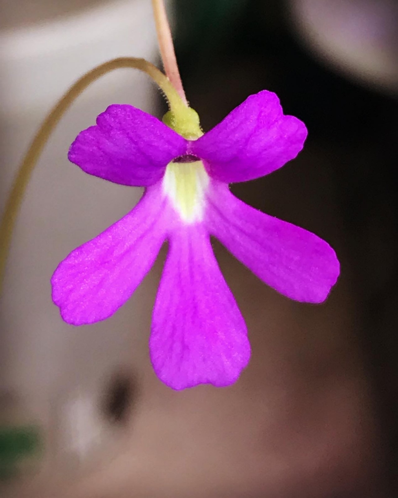 Pinguicula emarginata x moctezumae SG, Carnivorous Butterwort Plant Hybrid