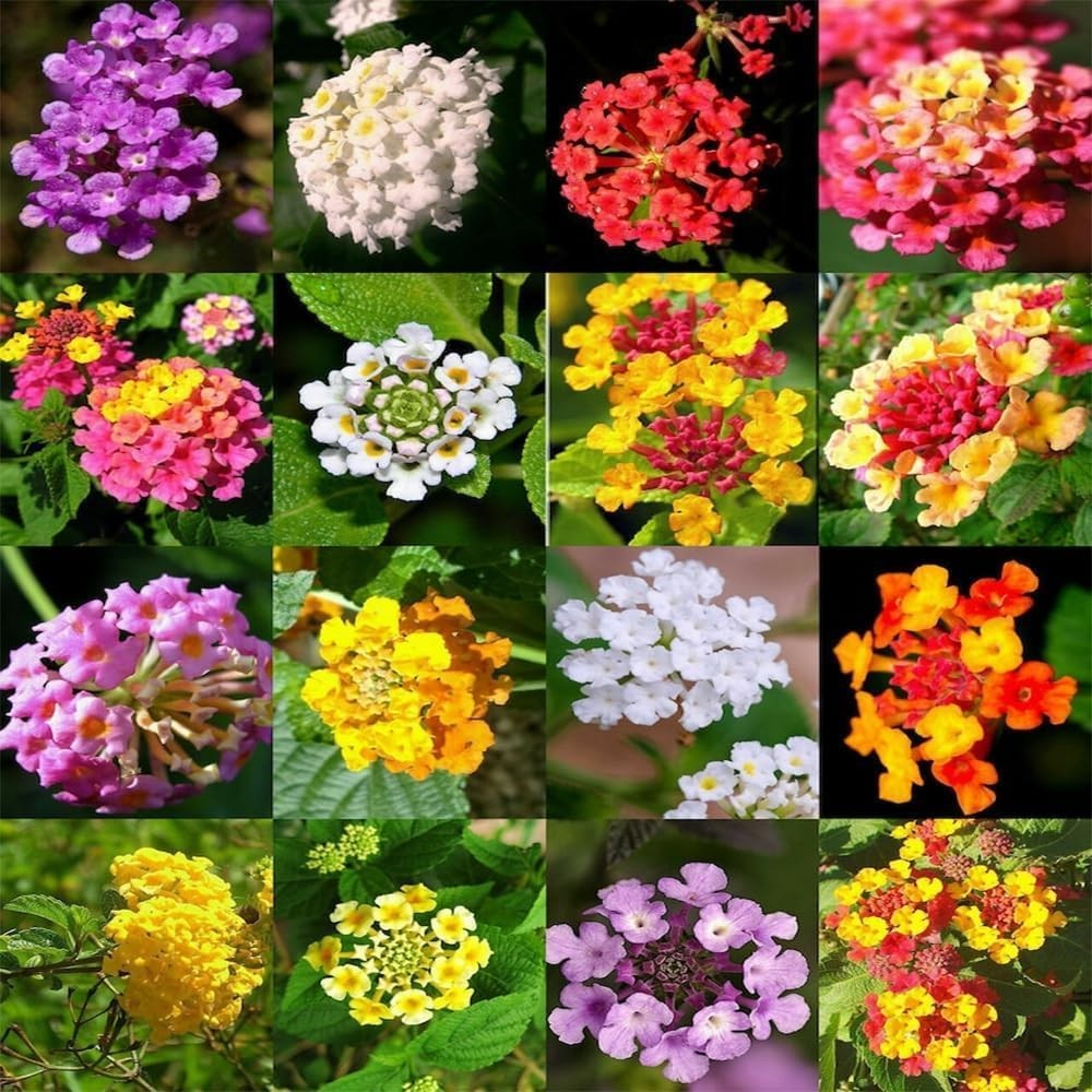 300+ Perennial Mix Lantana Camara Flowers Seeds – Planting Outdoors Home Gardens
