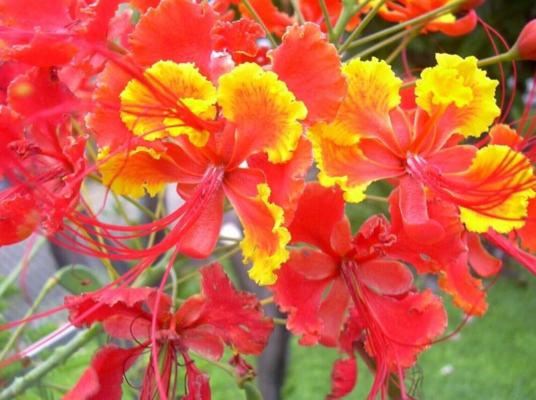 25 Pride of Barbados Seeds, Caesalpinia Pulcherrima, Red Bird of Paradise
