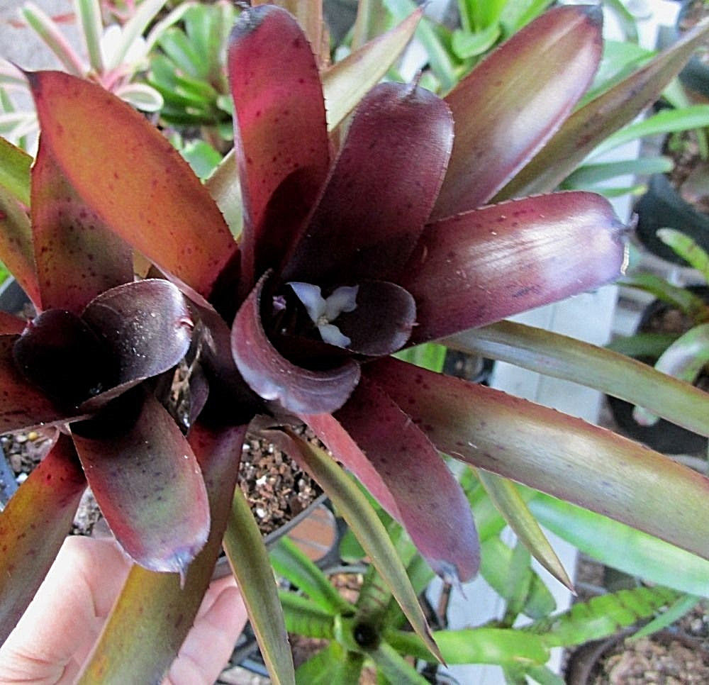 BROMELIAD Terrarium Vivarium Wholesale ULTIMATE Neoregelia 10 Pack 10 Varieties