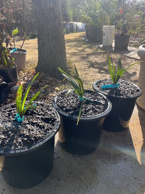 Sabal lougheediana – Extremely Rare Bonaire Palm | Conservation Grown | 1-Gallon