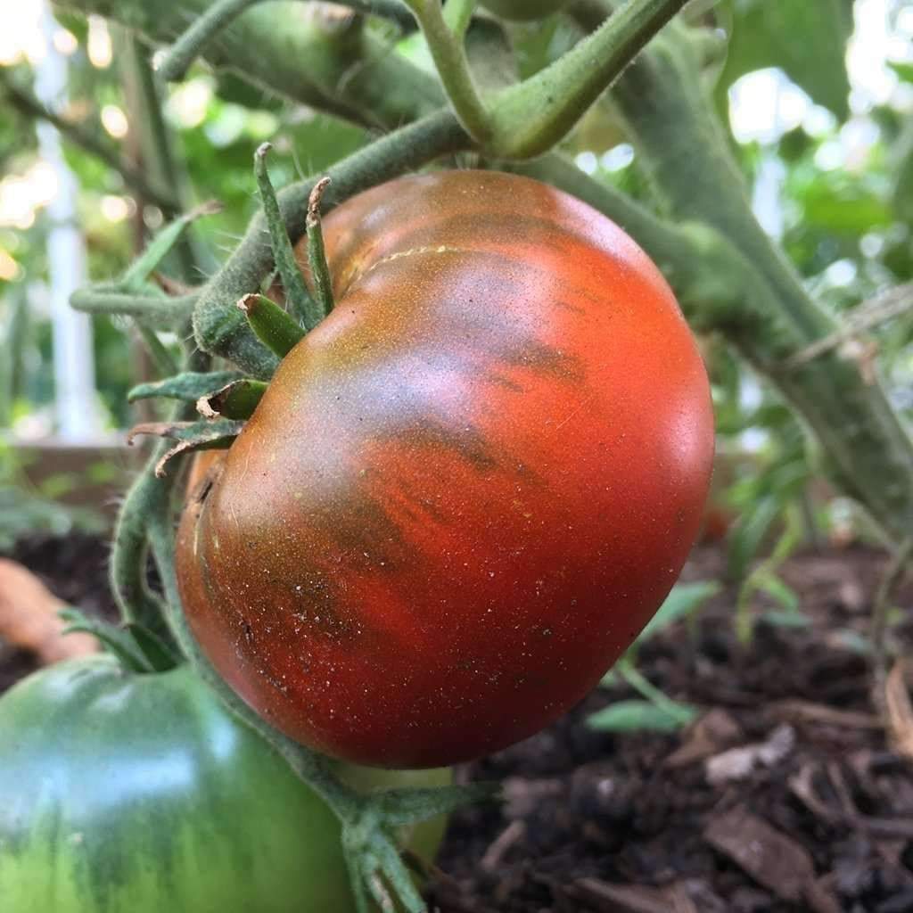 Paul Robeson Tomato, 30 Seeds, Rare Heirloom, NON-GMO, Beefsteak Type, FREE SHIP