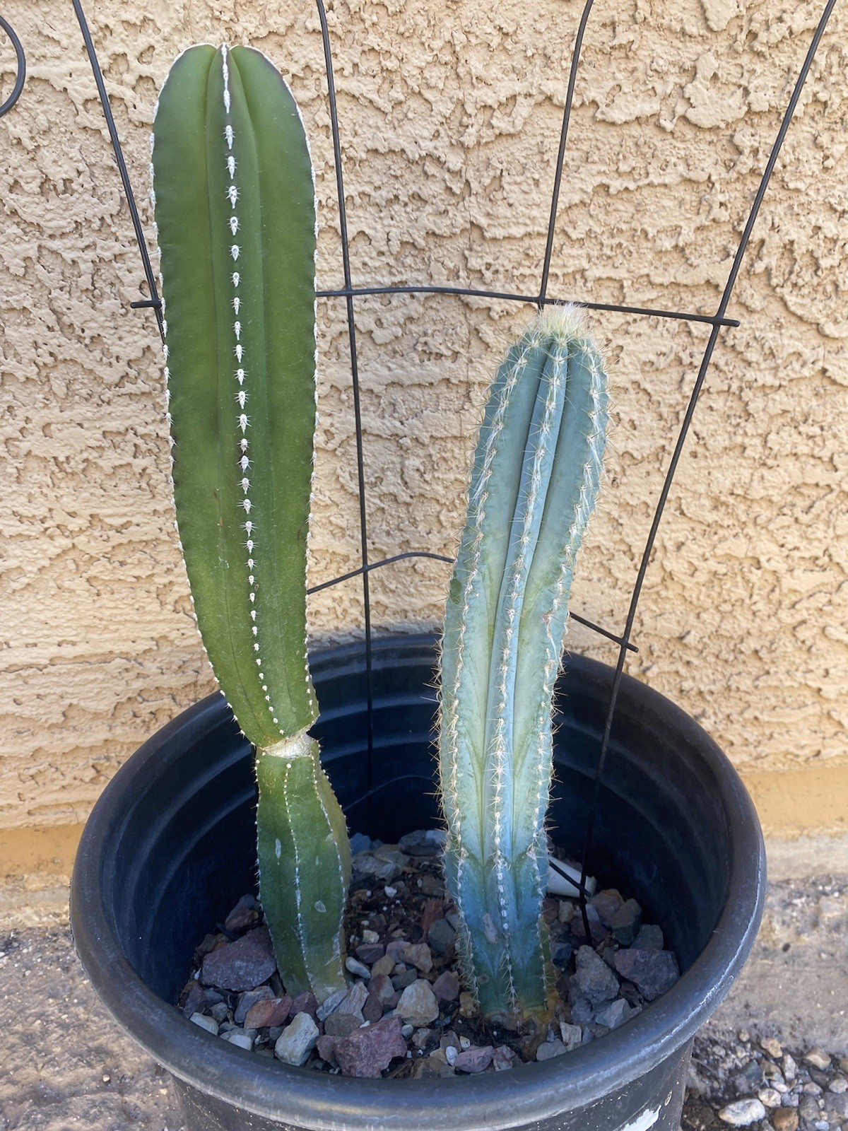 Mexican Fence Post And Blue Torch Cactus