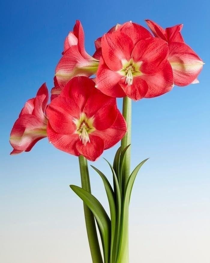 CANDY QUEEN Jumbo Amaryllis 34/36 cm – US Seller