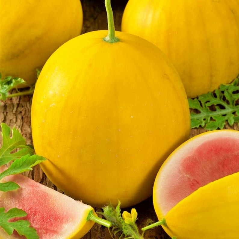 24 Golden Midget Watermelon Seeds – Mini —- Heirloom — Non GMO — Organic