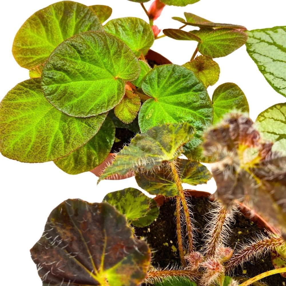 Harmony’s Rhizomatous Begonia Assortment, 4 inch 3 Different Rhizo Begonias