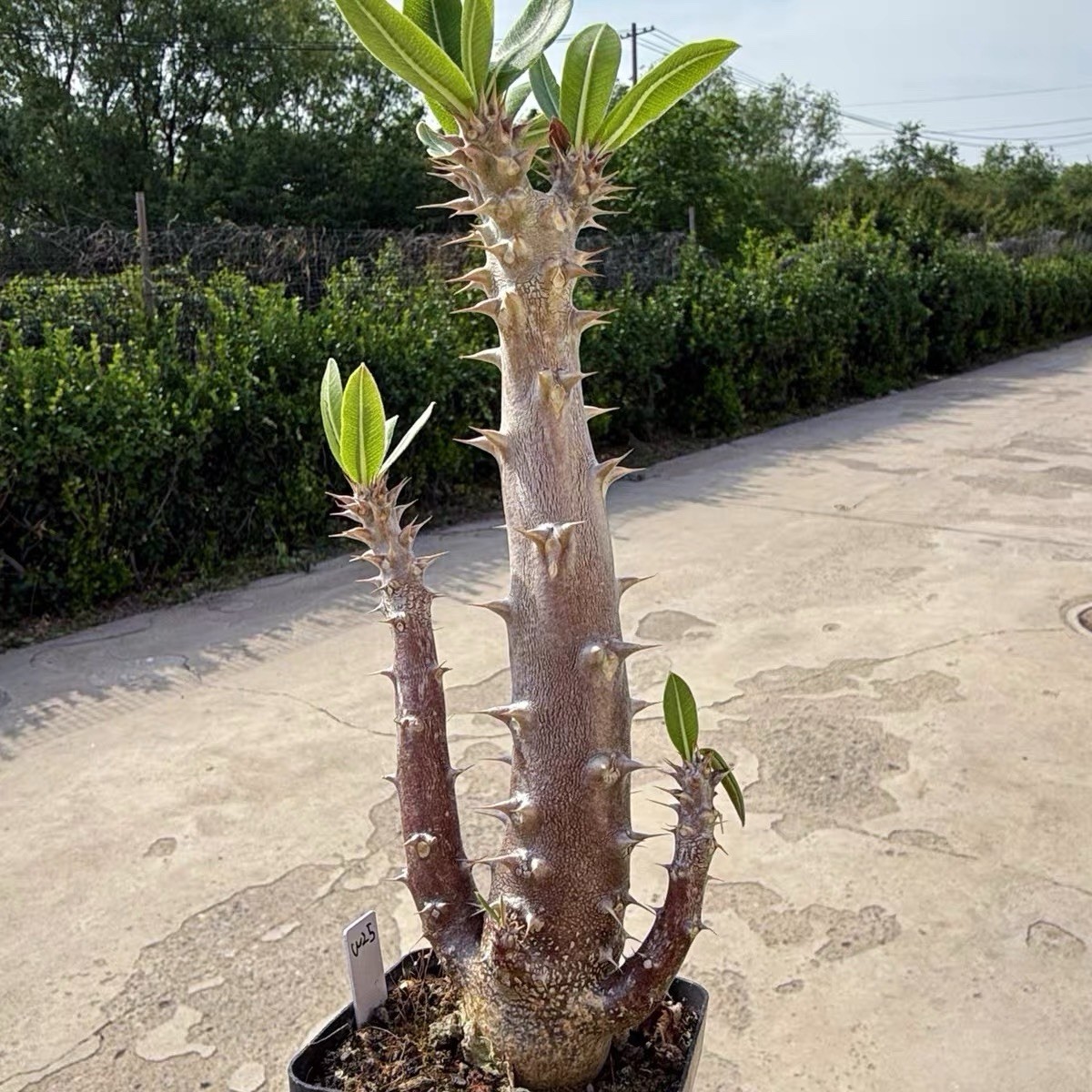 Pachypodium densiflorum Rare Caudex Succulent Exact Plant