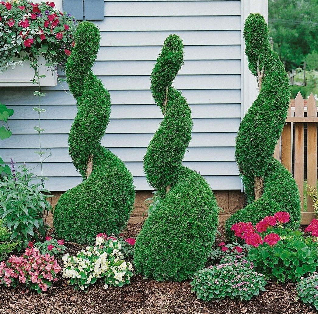 3 Emerald Green Arborvitae Trees/Shrubs – 6-12″ Tall Live Plants – 2.5″ Pots