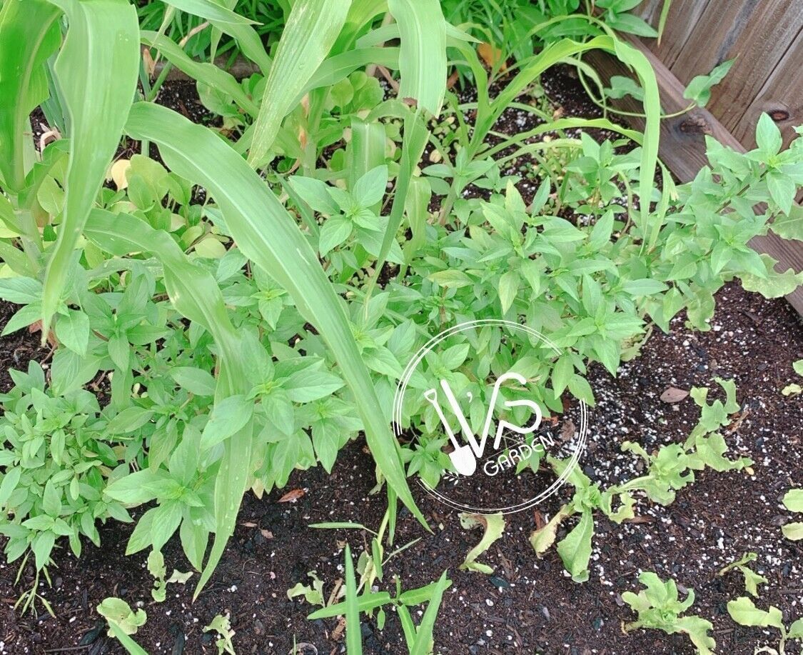 THAI BASIL, OCIMUM BASILICUM SEEDS, HẠT HÚNG QUẾ, 泰國羅勒 | 90% GERMINATION |