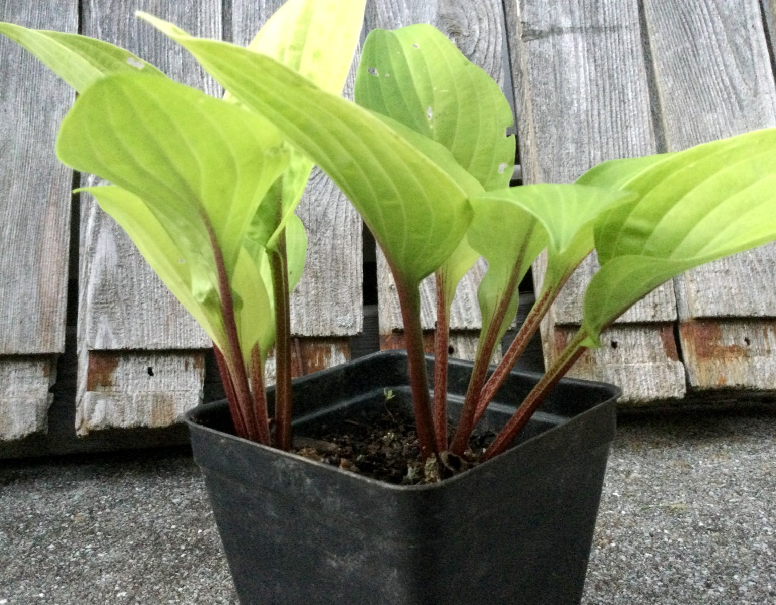 2 Fire Island Hosta Starter Plants -brilliant yellow gold chartreuse green color