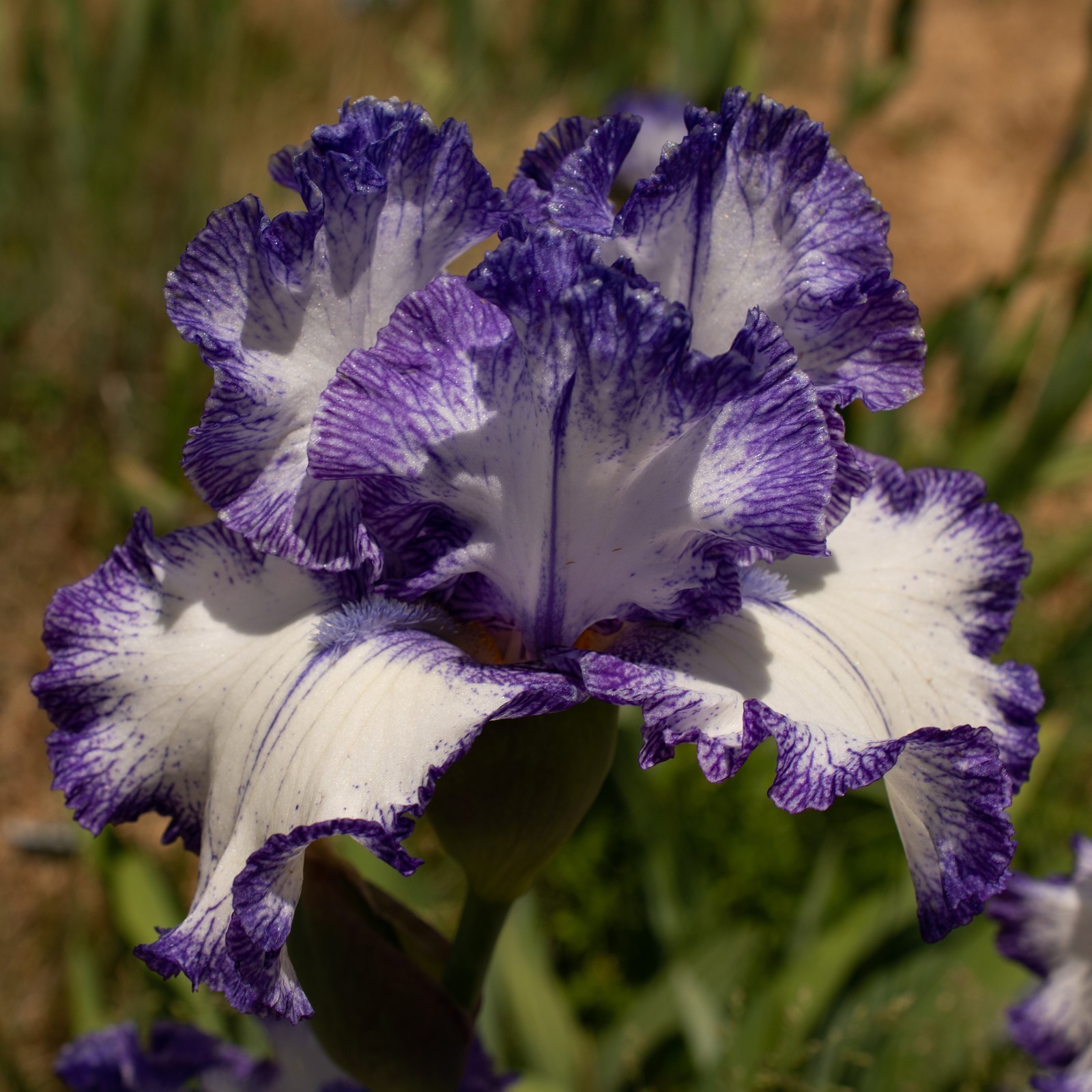 **INK PATTERNS** Tall Bearded Iris. Pre-Order, Combined Shipping: Jul – Sep