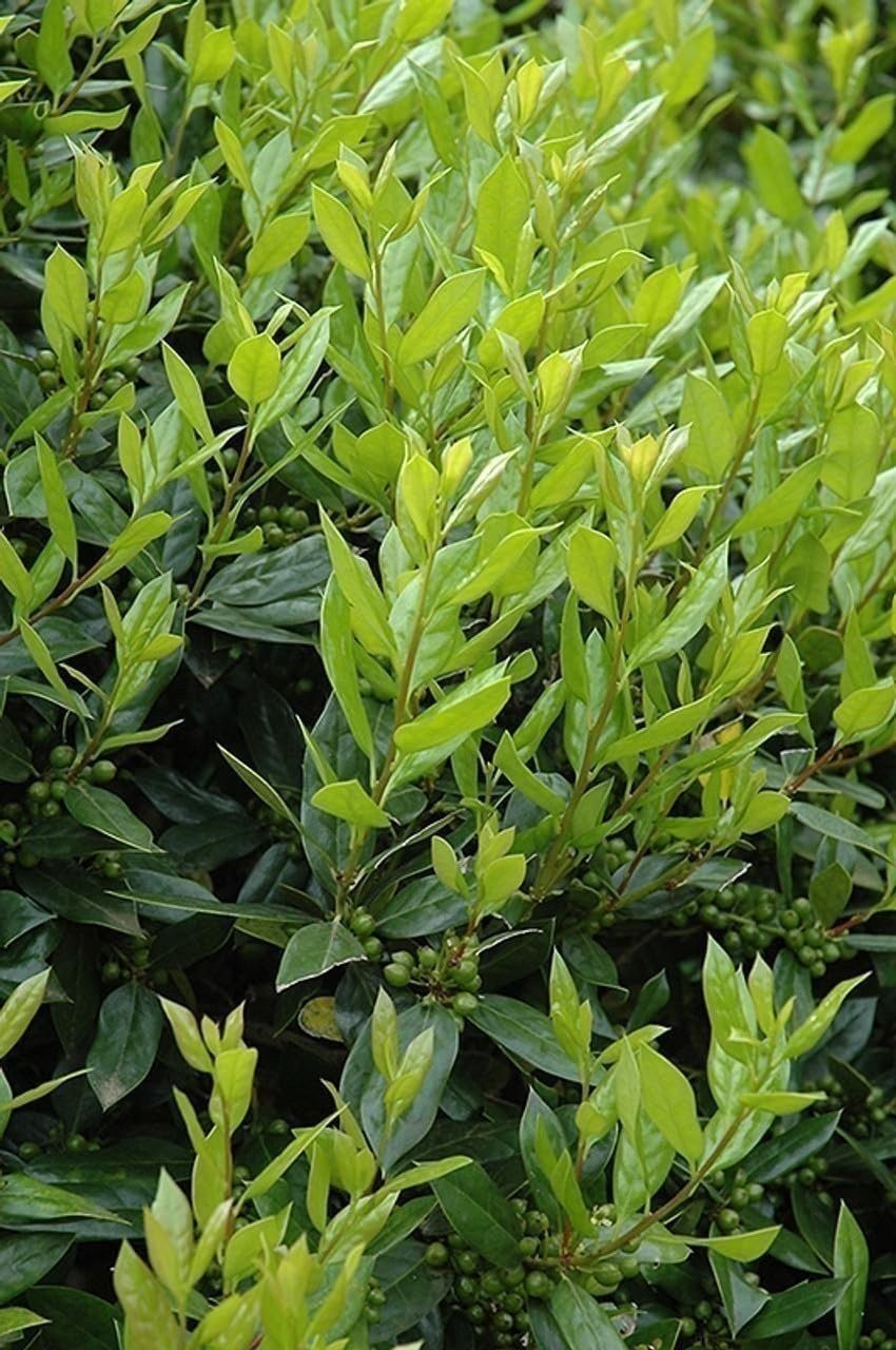 Ilex Needlepoint Chinese Holly | 1 Gallon | Ilex cornuta | Evergreen Privacy