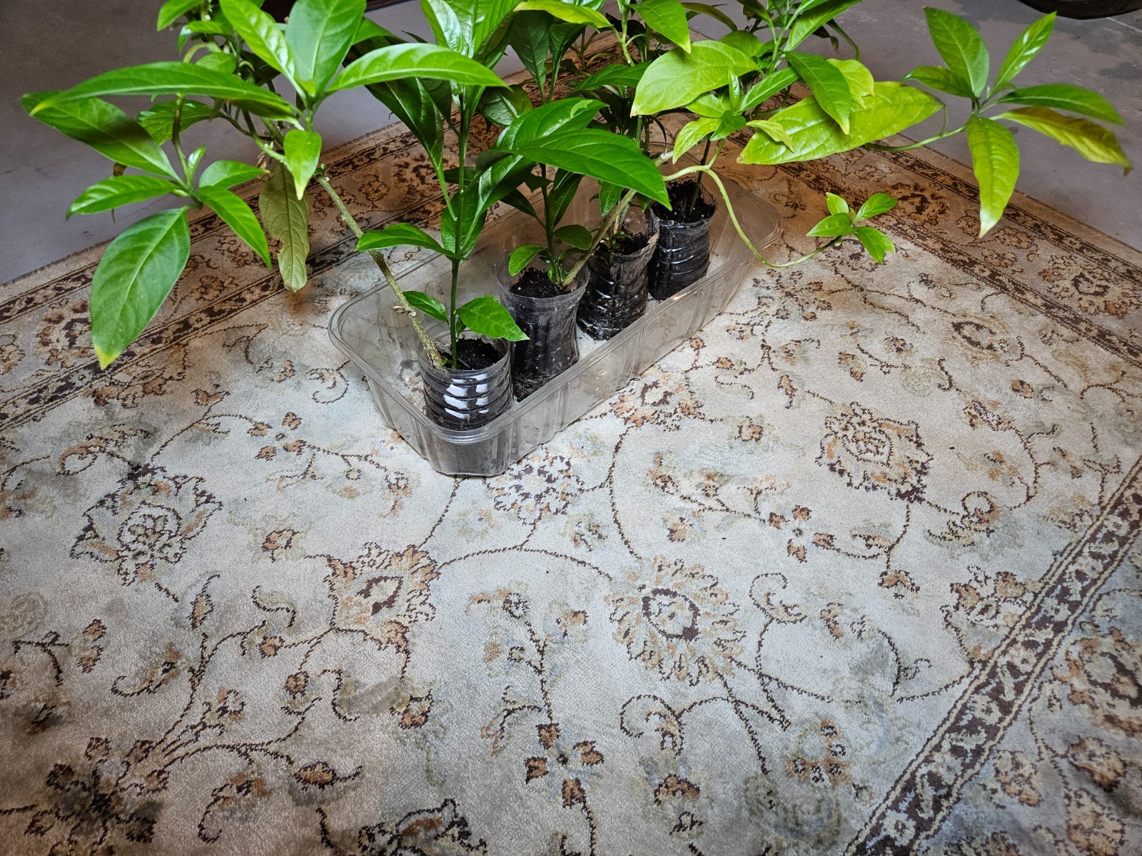Night Blooming Jasmine Cestrum nocturnum 4 Well-Rooted Live Plants 12 to 18″