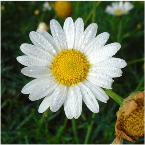 Roman Chamomile Herb Seeds For Planting (Anthemus nobilis)