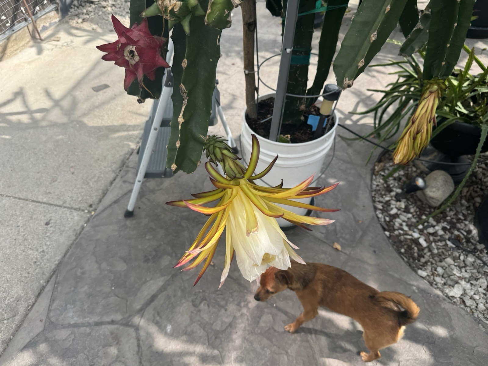 3 Dragon Fruit Cutting 8-12 Inches check the description