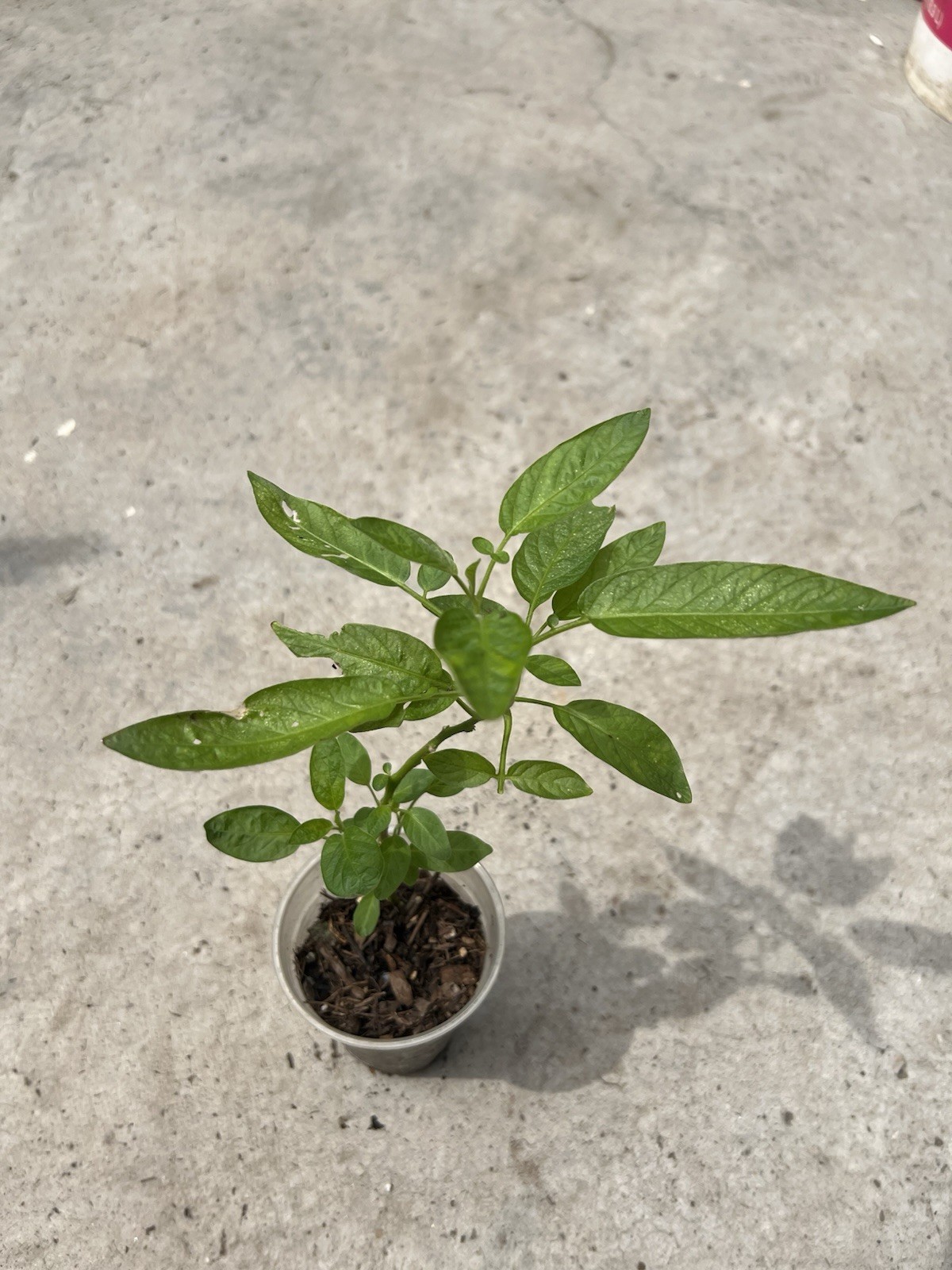 Ginseng Fruit Plant Golden Sweet Fruit Pepino Melon Old Plant Cutting 10”