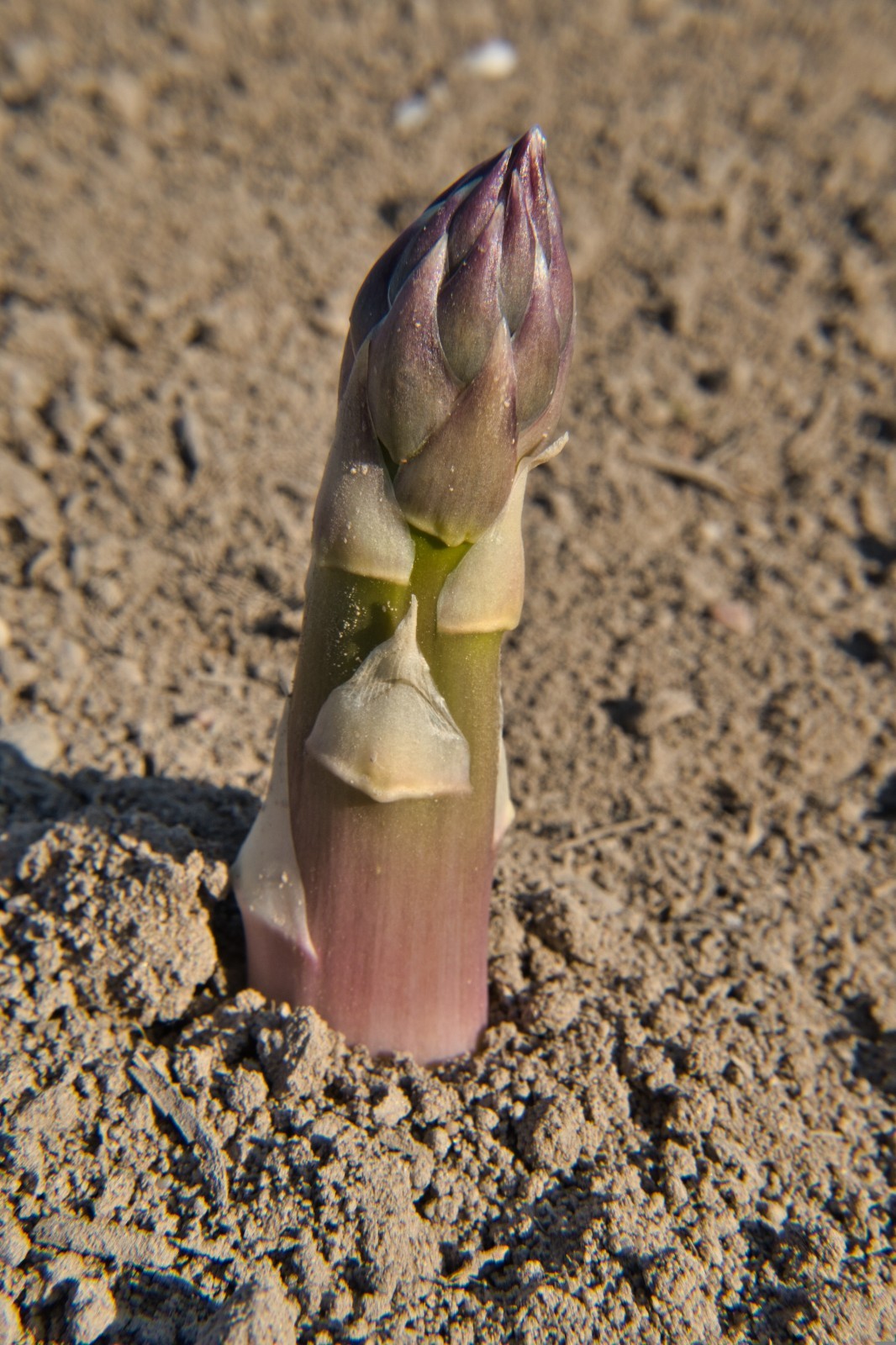 Asparagus Garden pack: Jersey Knight, Mary Washington, Purple Passion – 10 each