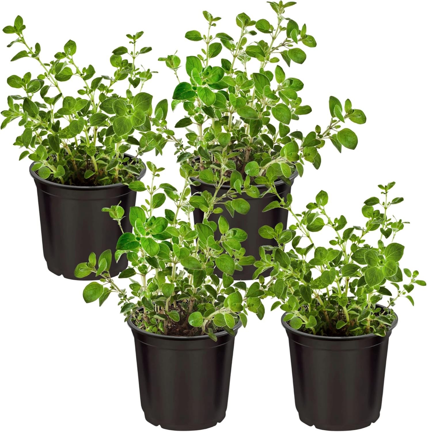 Live Herb – Oregano (4 Per Pack), Aromatic and Health Enhancer, Naturally Rich i