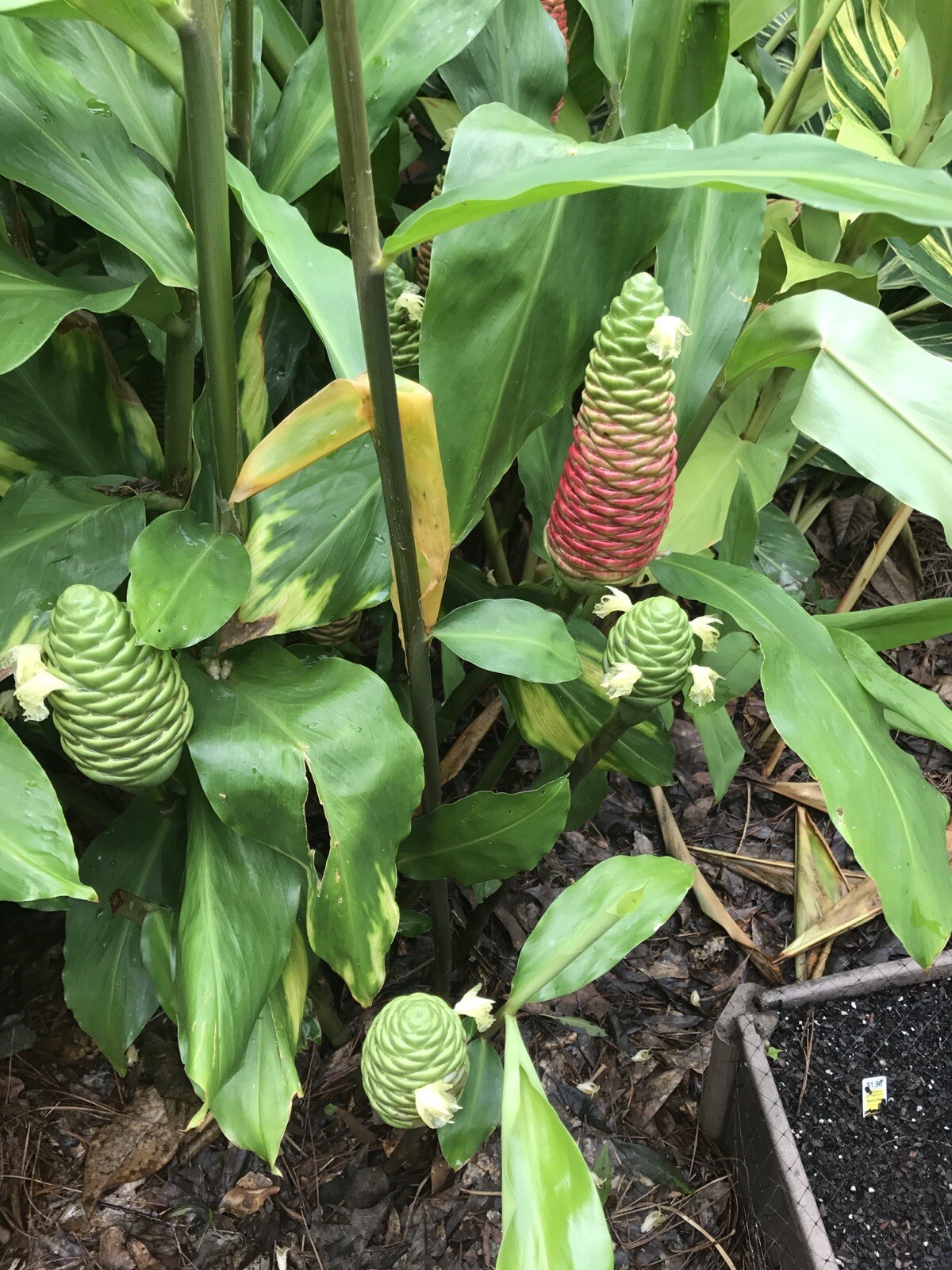 3 Shampoo Ginger Zingiber Zerumbet Pinecone Rhizomes (NO HI, CA Shipping)