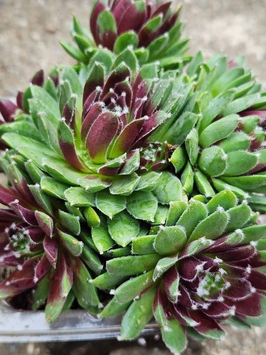 Quality 1 Sempervivum Succulent Red Color Cluster w Chicks Green Red 5″ Rooted