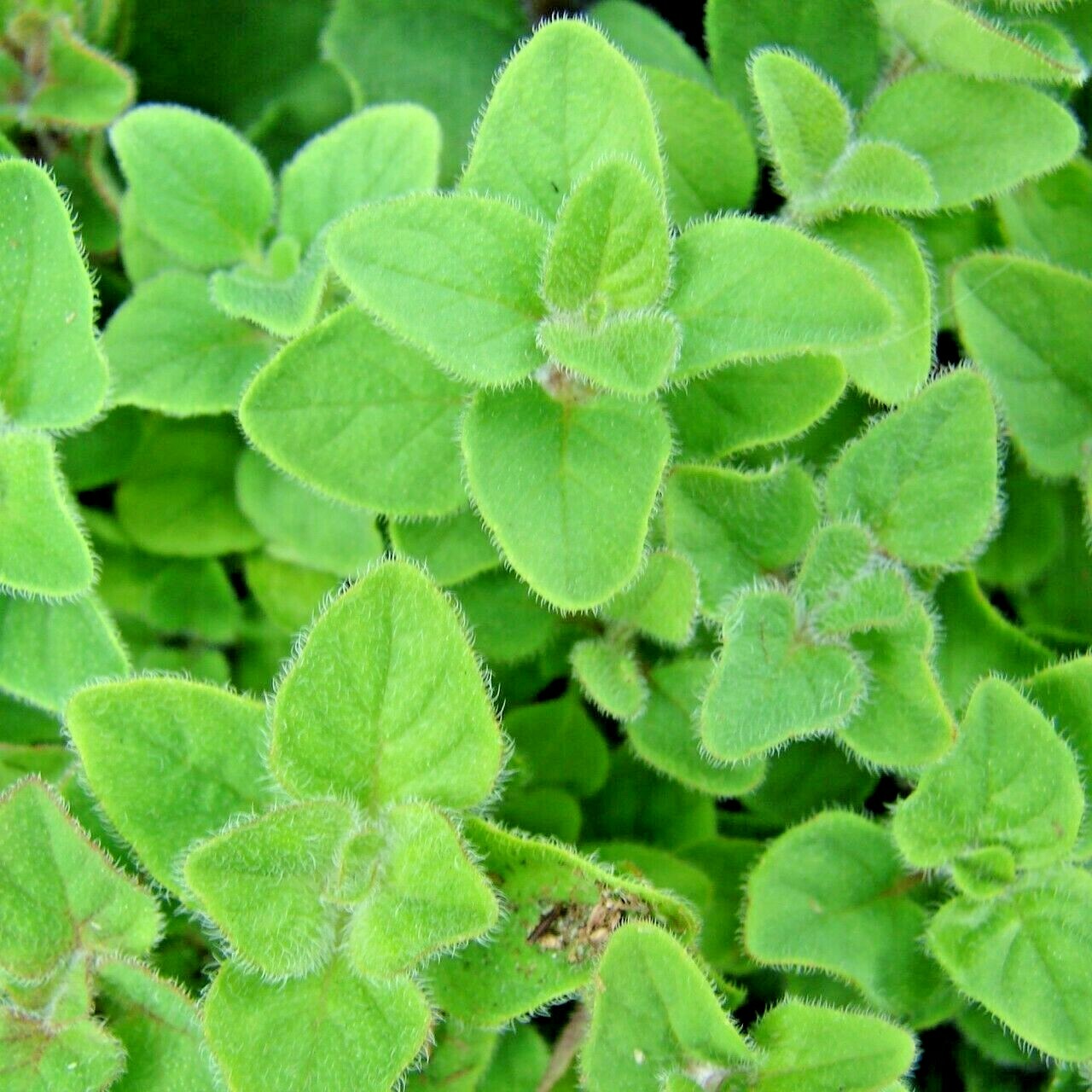1001+SWEET MARJORAM Seeds Organic Herb Garden Indoor Container Groundcover Easy