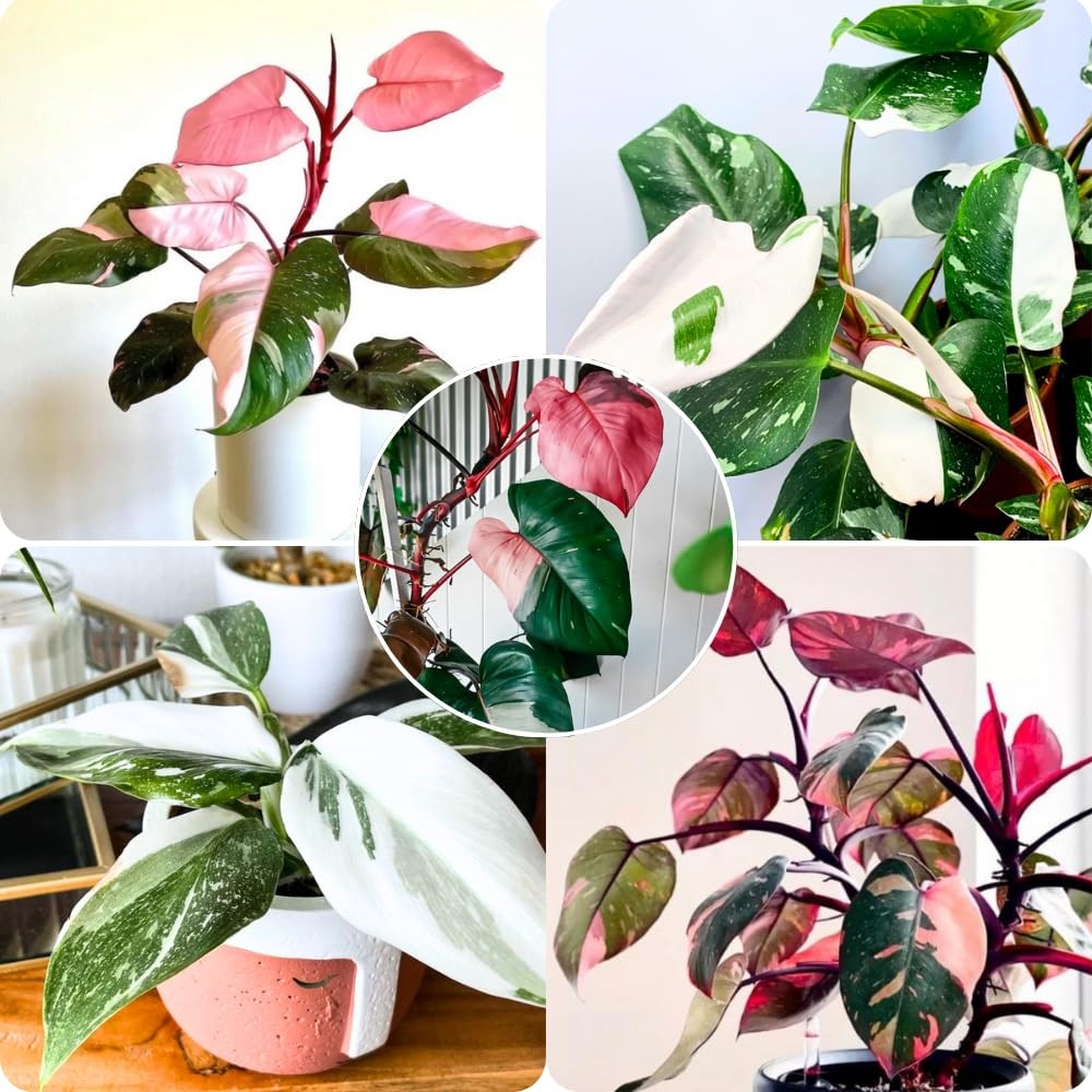 2 Pink Philodendron Plants, Variegated Leaf Houseplant