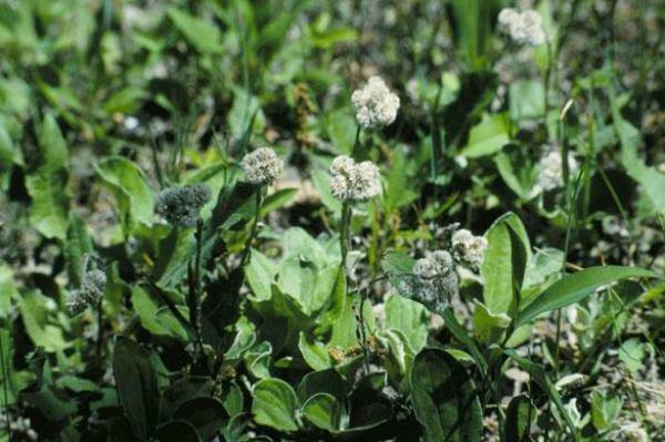 Antennaria plantaginifolia | Plantain Leaf | Ladies Tobacco | 1000 Seeds