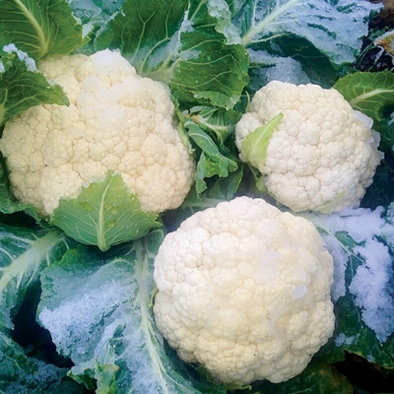 Snowball Improved Cauliflower: 60 Seeds