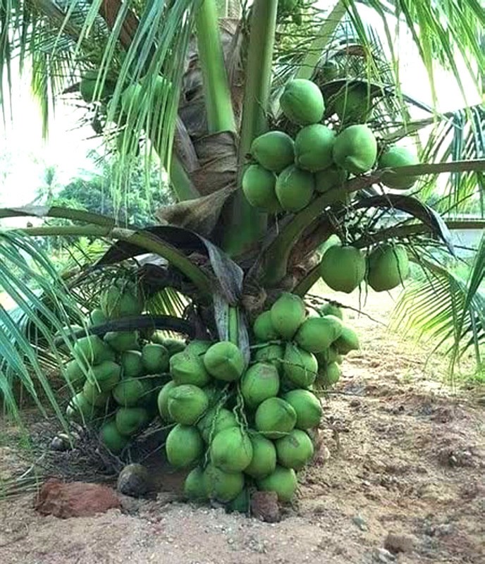 LIVE XL COCONUT PLANT Green Dwarf 1 – 3 Foot Cocos nucifera palm edible fruit