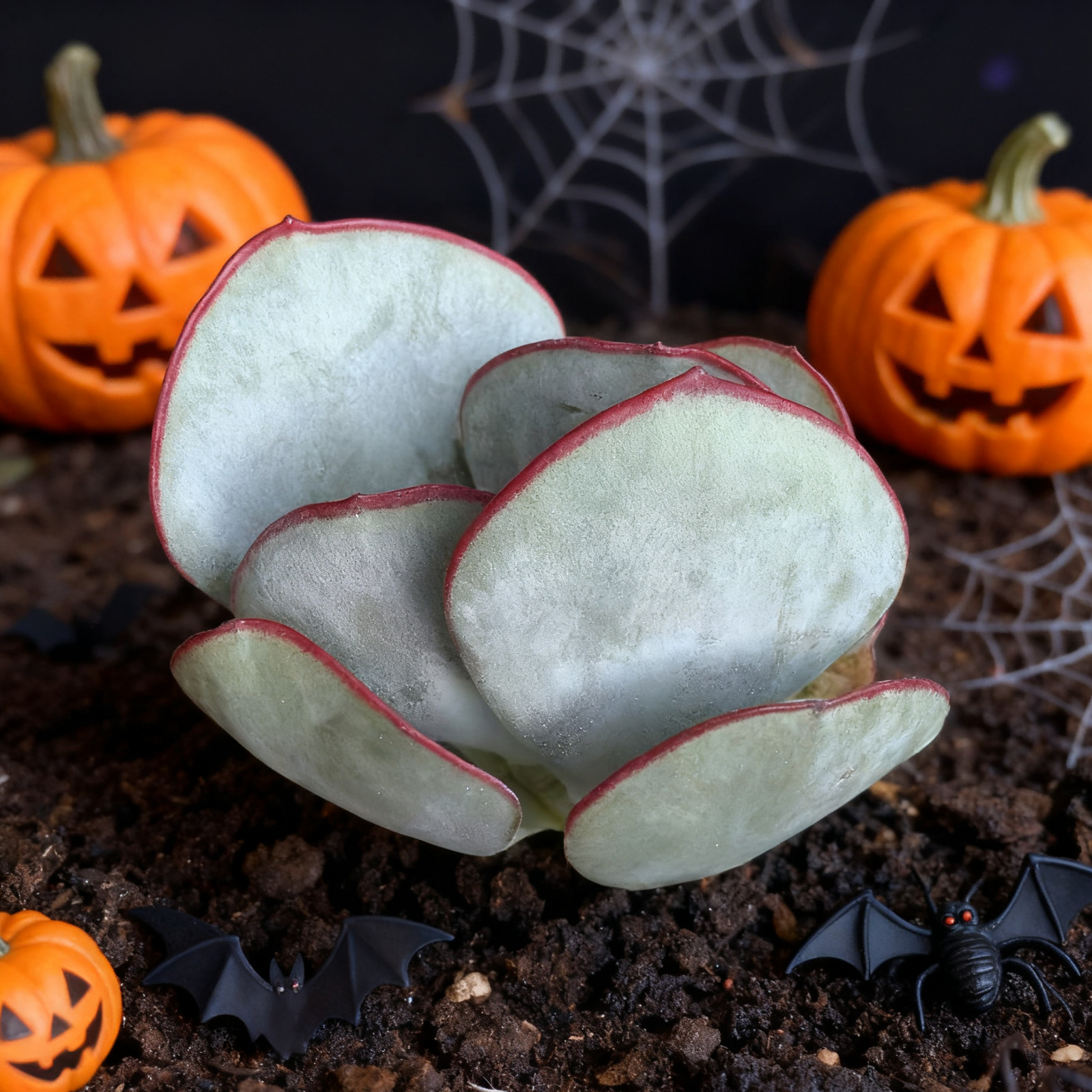 Cotyledon OrbiculataHakubi Succulents Plants Live, Bare root without soil pot,Ga
