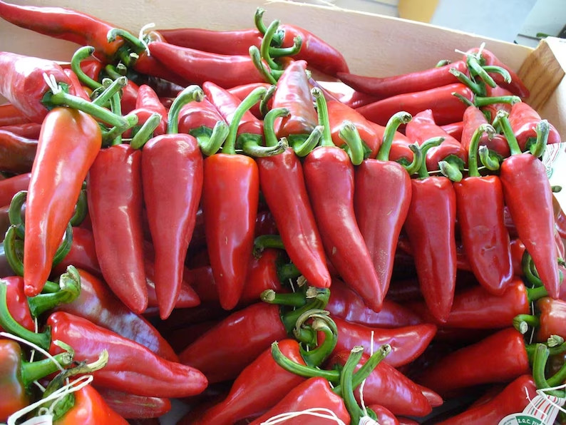 Basque Pimento De Espelette The Famous Basque Region Heirloom Pepper Premium See