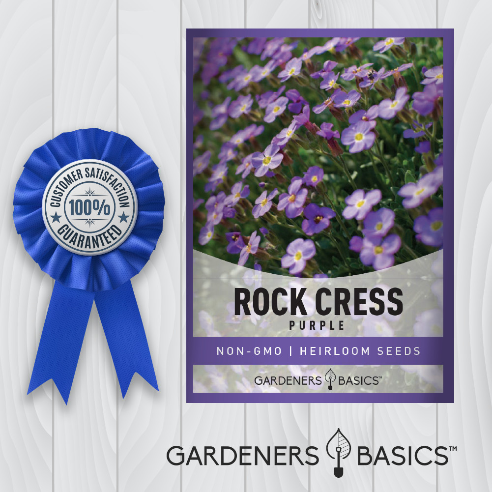 Purple Rockcress Seeds