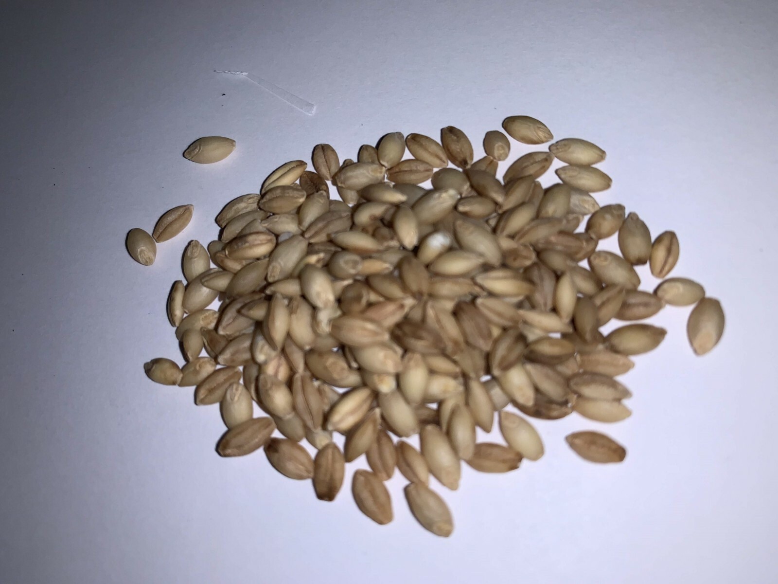 200 Seeds of Barley High Germination Rate, Heirloom Non-GMO Fresh Seeds