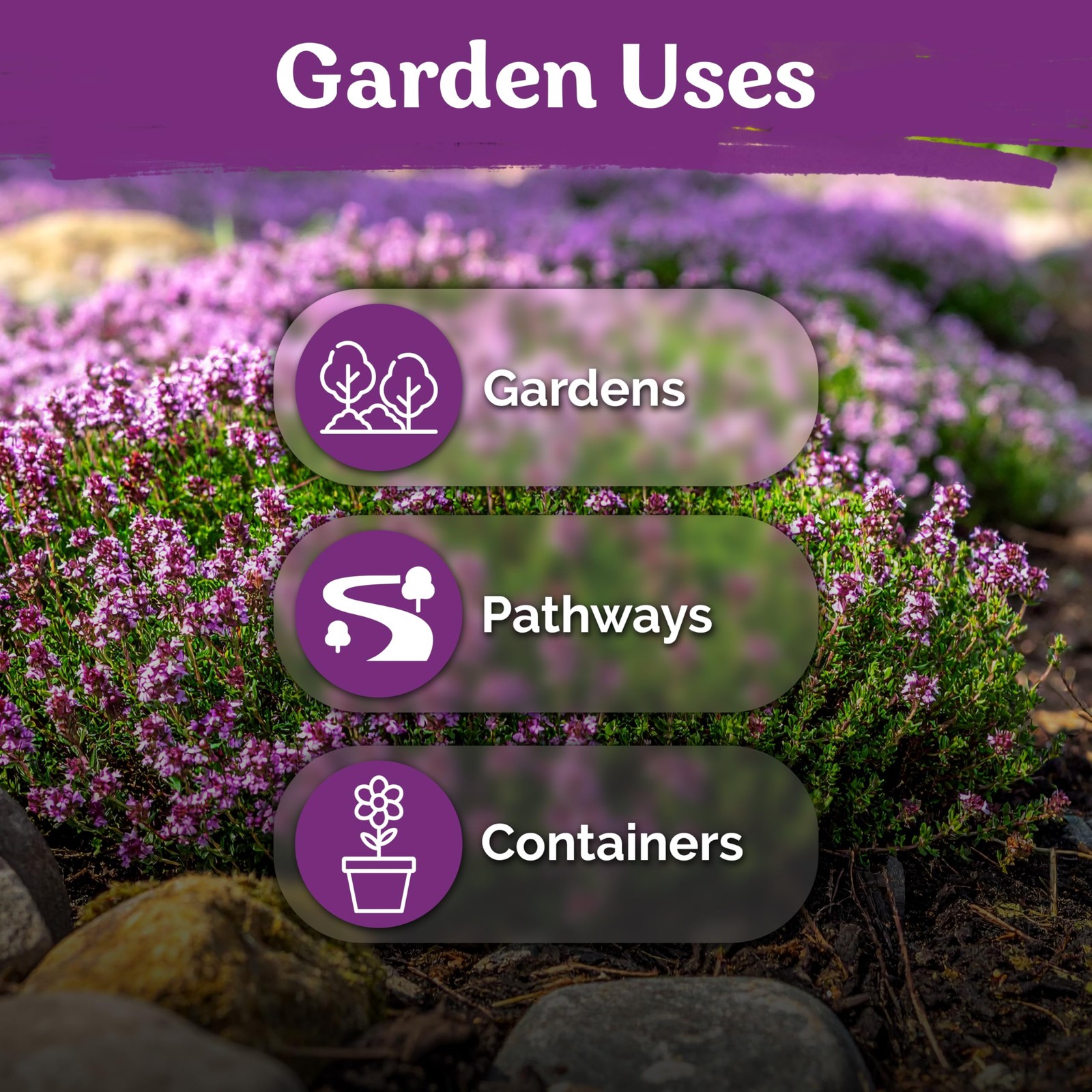 KVITER 20,000 Creeping Thyme Seeds (Thymus Serpyllum)